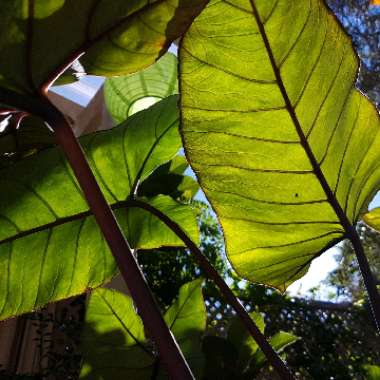 Colocasia esculenta  syn. Colocasia antiquorum