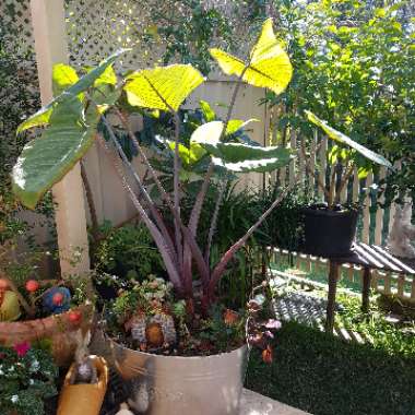 Colocasia esculenta  syn. Colocasia antiquorum