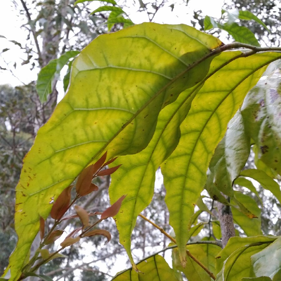 Clausena lansium