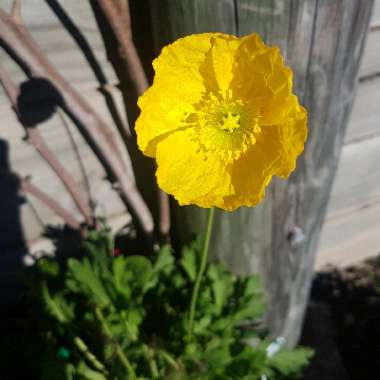 Papaver nudicaule 'Artist's Glory'