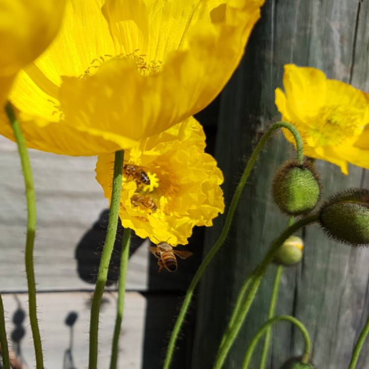 Plant image Papaver nudicaule 'Artist's Glory'