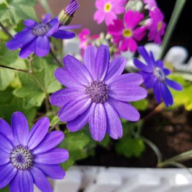 Pericallis x hybrida 'Sunsenebabu' (Senetti Series) syn. Pericallis 'Senetti Baby Blue'