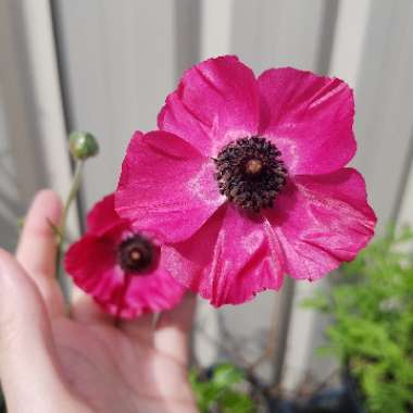 Hepatica