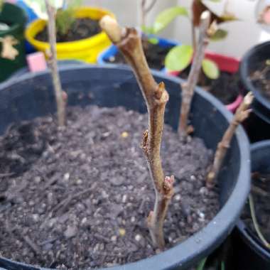 Bauhinia variegata