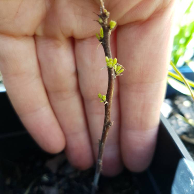 Plant image Ziziphus jujuba syn. Ziziphus mauritiana