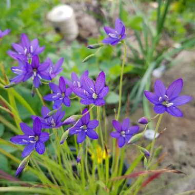 Geissorhiza aspera