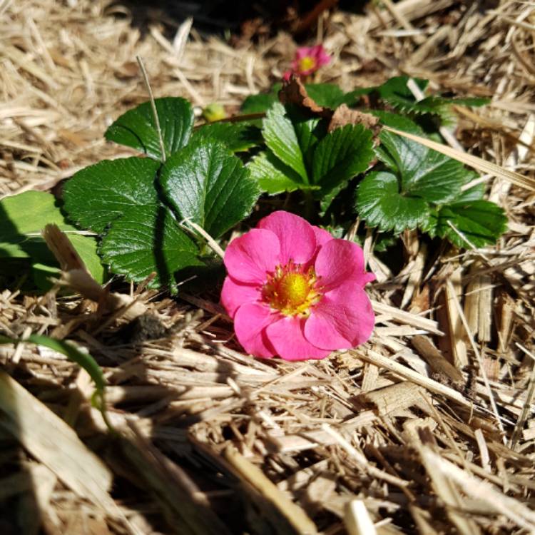 Plant image Fragaria x ananassa 'Toscana'