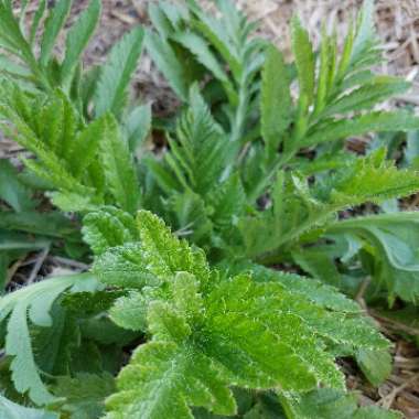 Papaver orientale 'Brilliant'