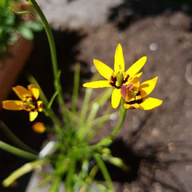 Baeometra uniflora