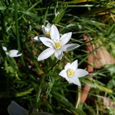 Ornithogalum refractum