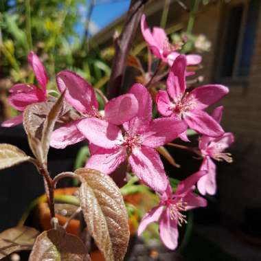 Malus 'Mattom' syn. Malus 'Tom Matthews'