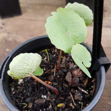 Sanguinaria canadensis