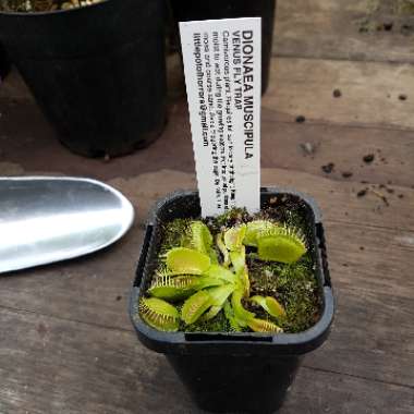 Dionaea muscipula