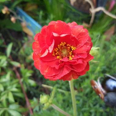 Geum chiloense 'Red Dragon'