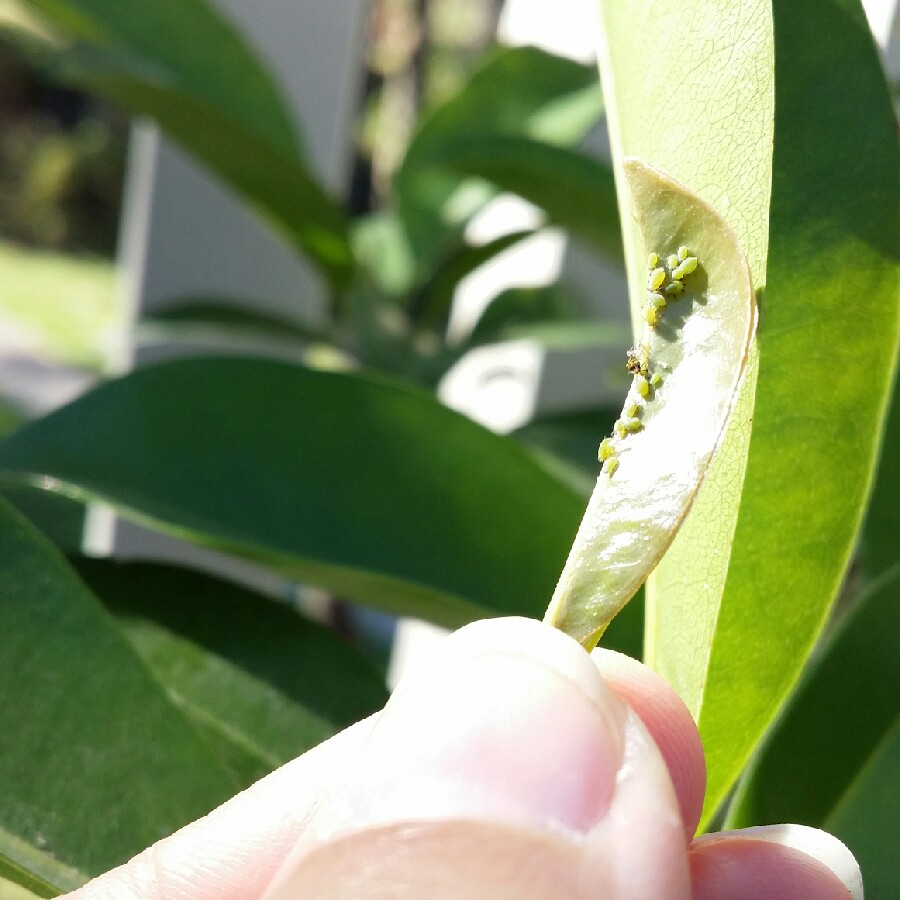 Manilkara zapota