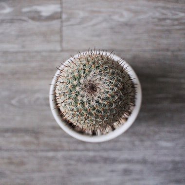 Parodia Erubescens syn. Notocactus schlosseri