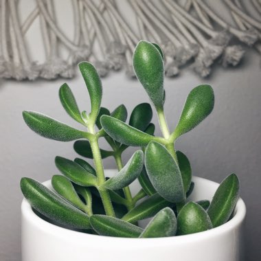 Crassula congesta