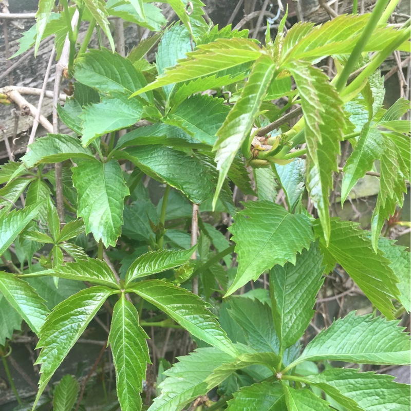 Plant image Parthenocissus henryana syn. Ampelopsis henryana; Cissus henryana