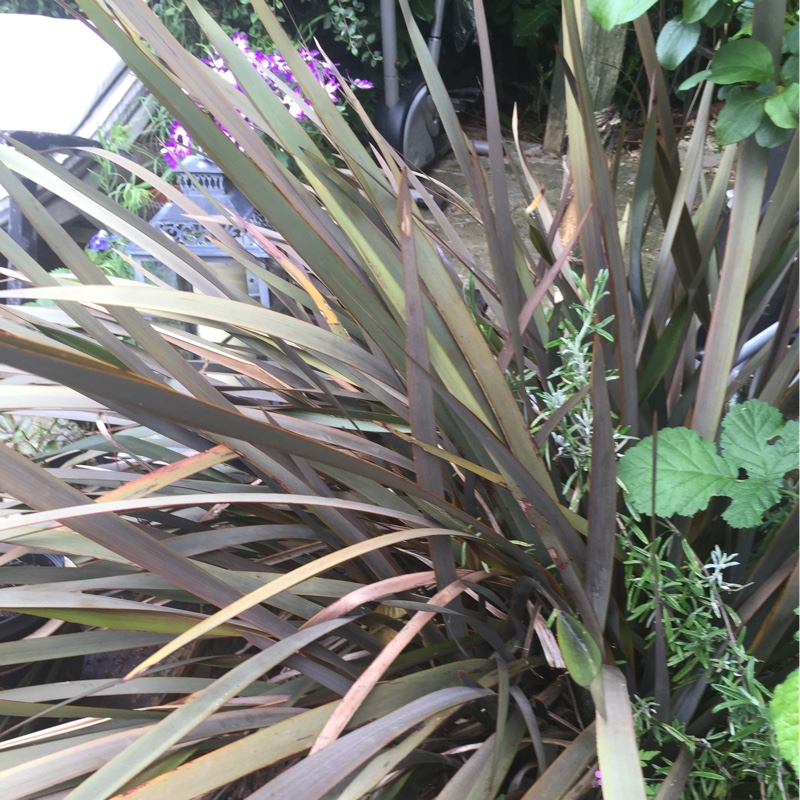 Plant image Phormium 'Black Velvet'