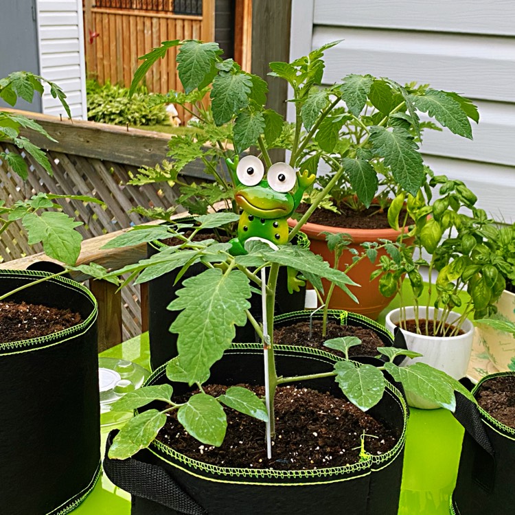 Solanum Lycopersicum 'orange Paruche', Tomato 'orange Paruche 