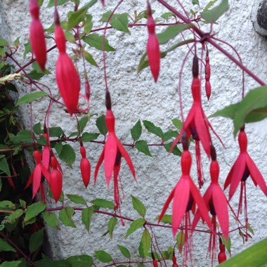 Fuchsia 'Pink Fizz'