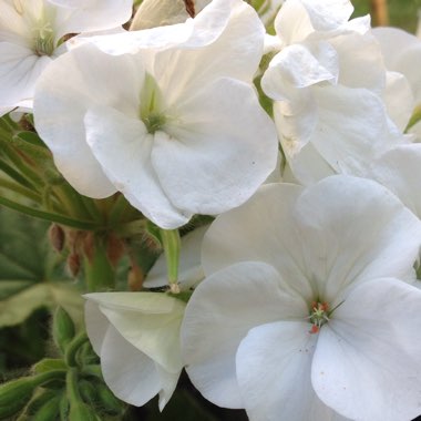 Pelargonium 'Arctic Star' (Stellar)