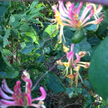 Honeysuckle