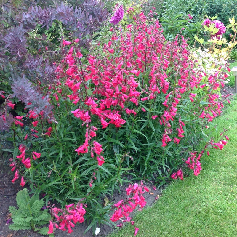 Beardtongue 'Juicy Grape'