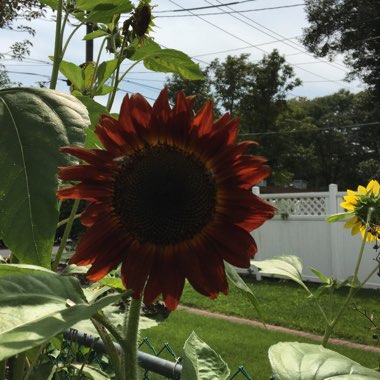 Sunflower Velvet Queen