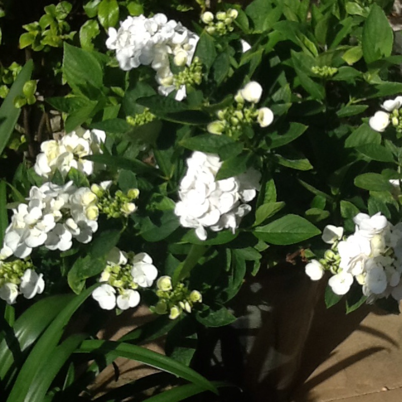 Plant image Hydrangea macrophylla 'Mariesii Lilacina'