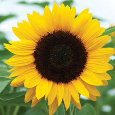 Sunflower 'Giant Single'