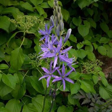 Camassia