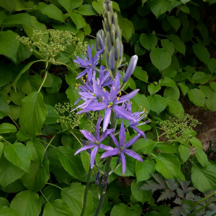 plant image 384833