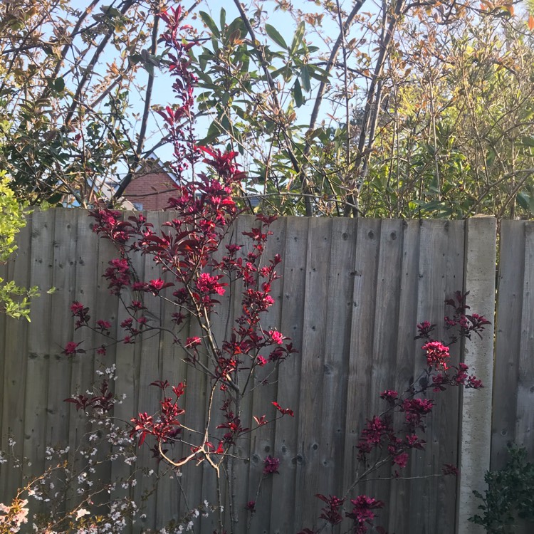 Plant image Malus 'Nicoline'