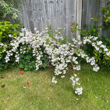 Deutzia 'Nikko'