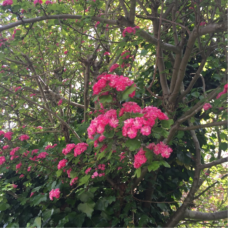 Plant image Rosa 'Cecile Brunner'