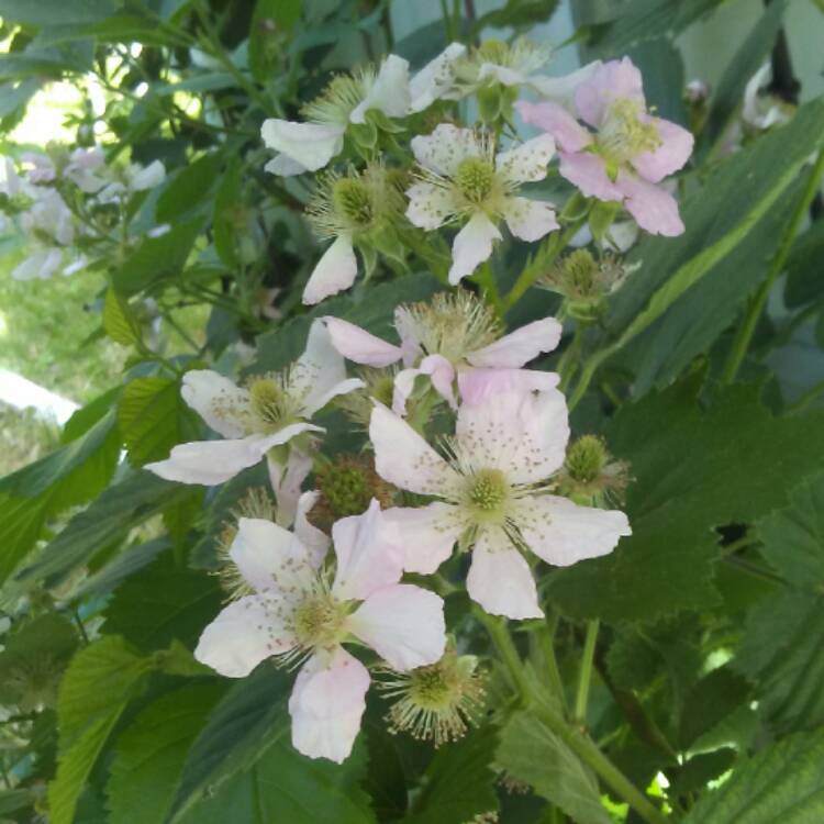 Plant image Rubus occidentalis 'Black Jewel'