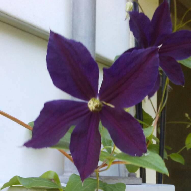 Plant image Clematis 'Chevalier'™ evipo040