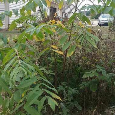 Pecan Tree