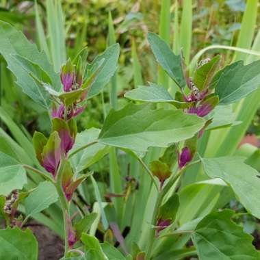 Tree Spinach