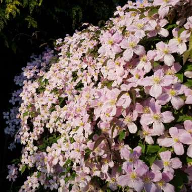 Clematis