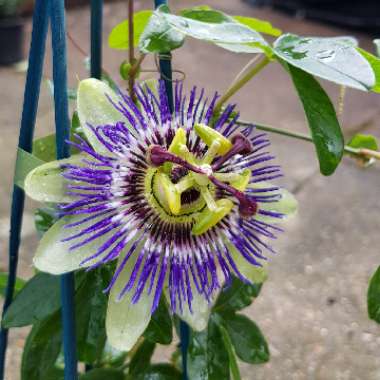 Passion Flower