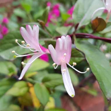 Honeysuckle