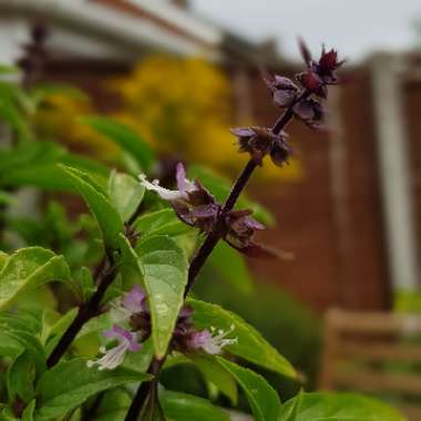 Thai Basil