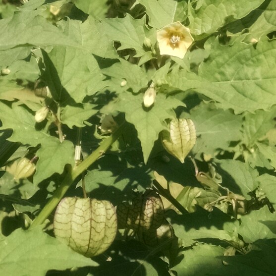 Plant image Physalis peruviana