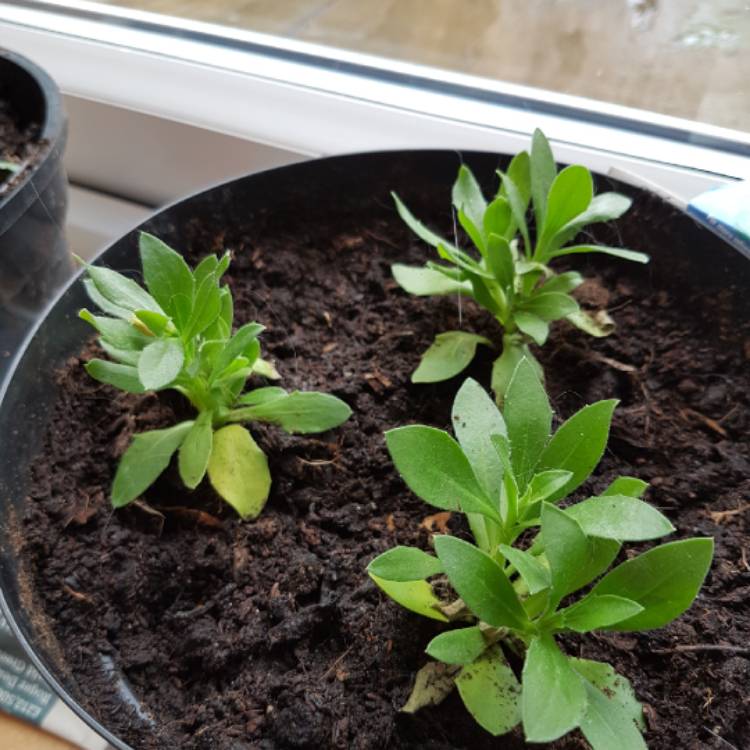 Plant image Osteospermum '3D Double Purple'