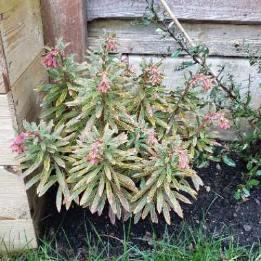 Euphorbia x martini 'Ascot Rainbow'