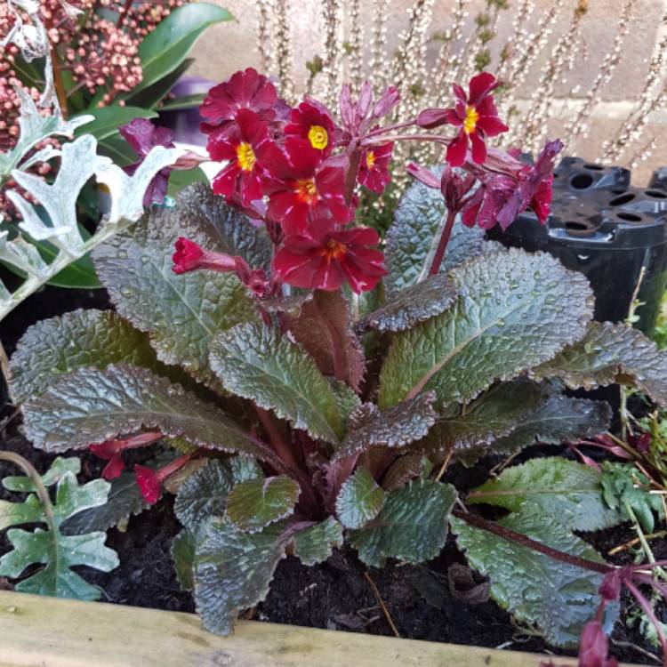 Plant image Primula Kennedy Irish series 'Innisfree'