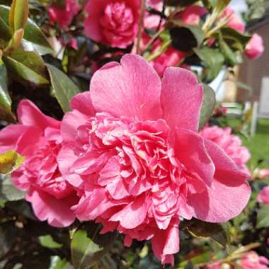 Camellia japonica 'Volunteer'