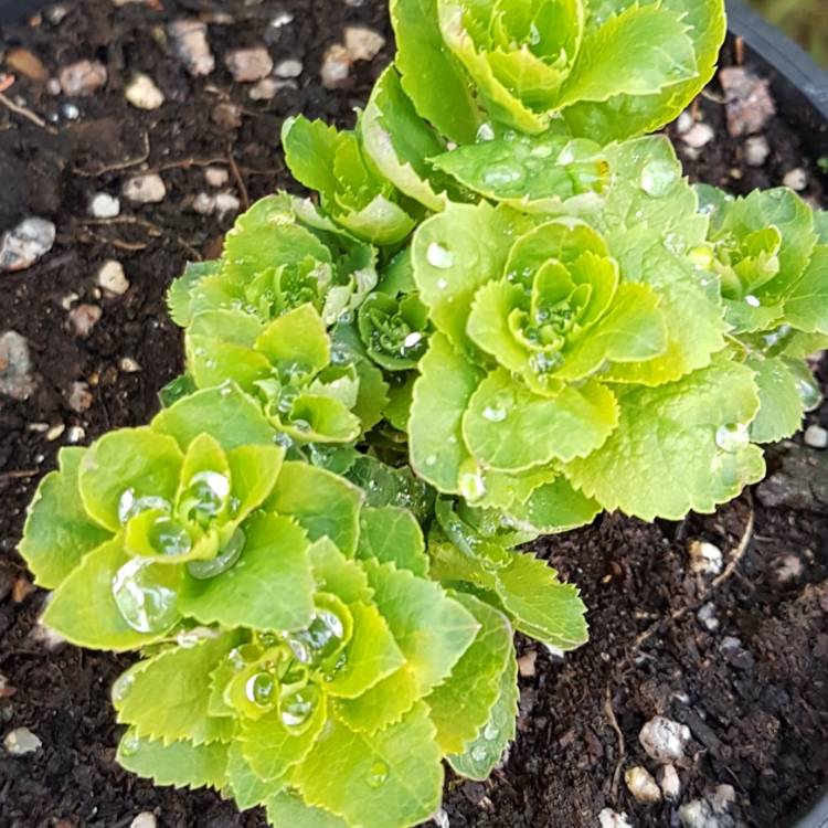 Plant image Campanula cochlearifolia var. alba 'White Baby' (Baby Series)